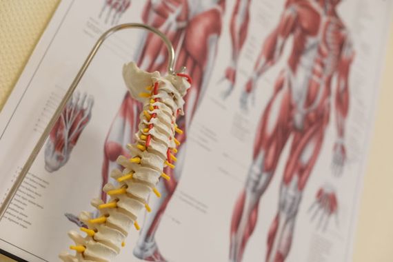 Orthopädie, Traumatologie, Rheumatologie (Lehre von den Knochen- und Muskelerkrankungen und vom Bewegungsapparat)